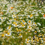 Aromatiques - Camomille Ordinaire - face recto